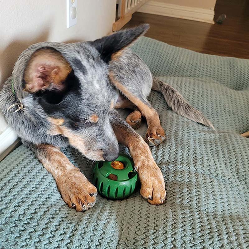 🐶 A kutyád unatkozik, kaparja a bútort? – Jutalomfalat-adagoló játék, ami leköti!