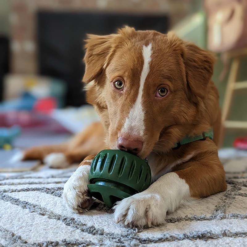 🐶 A kutyád unatkozik, kaparja a bútort? – Jutalomfalat-adagoló játék, ami leköti!